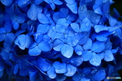 青い紫陽花