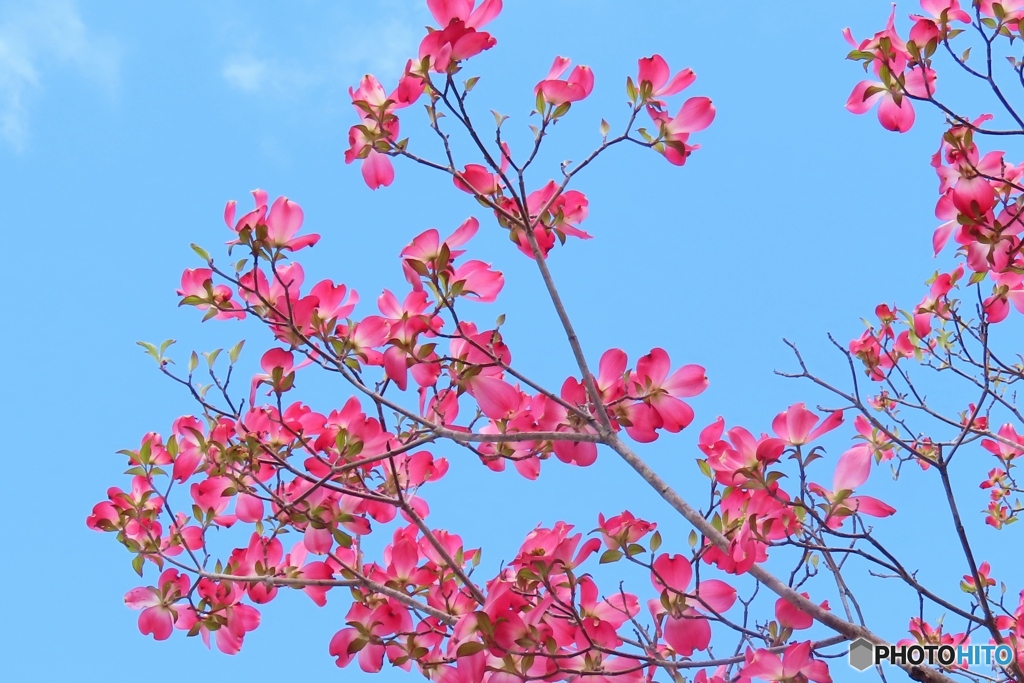 ハナミズキ見上げれば空