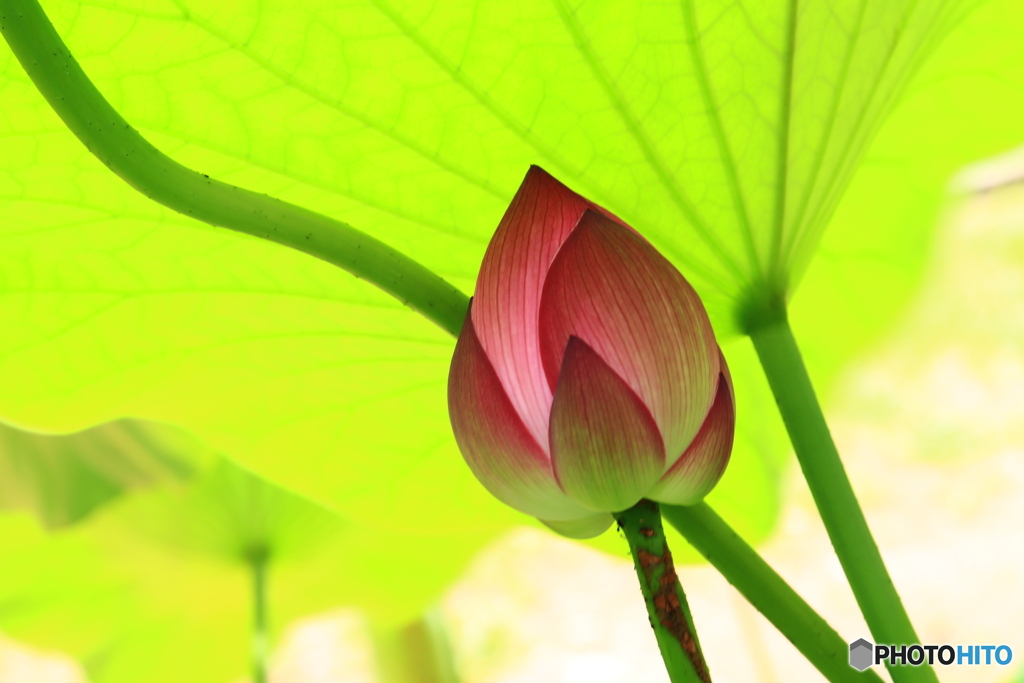 蕾かたし