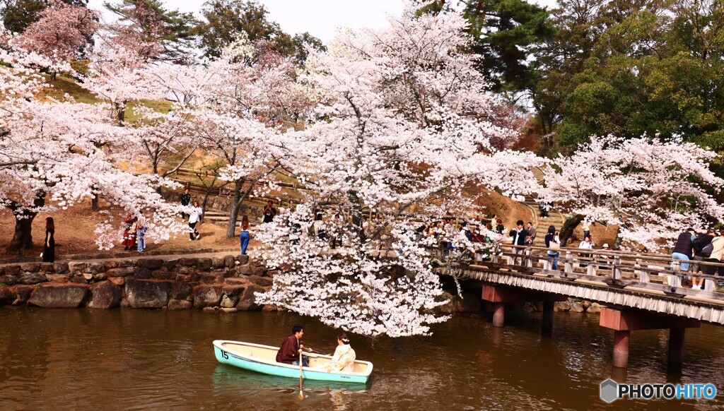 満開の花の下で・・・