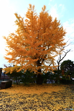 カエデの郷ひらら　４