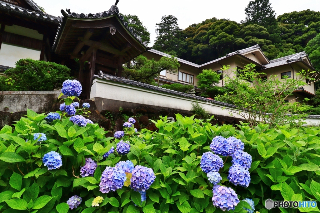 土塀と紫陽花