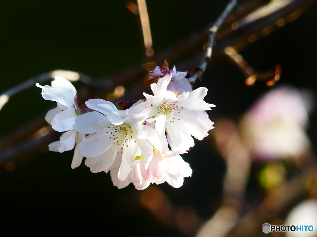 十月桜