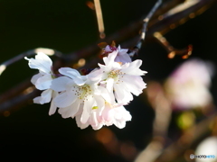 十月桜