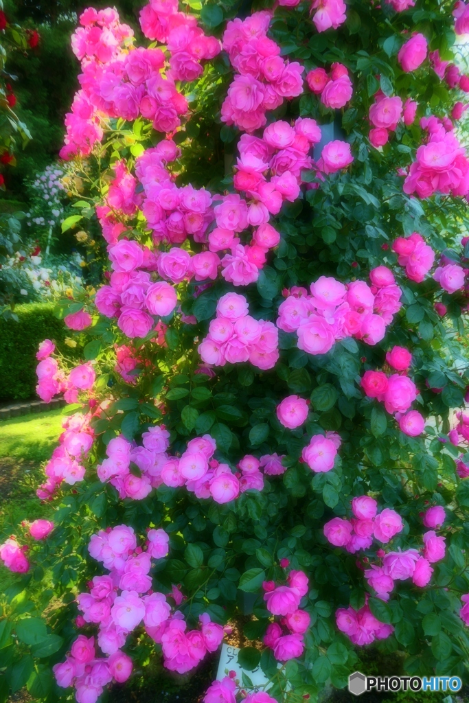 薔薇園で・・・　４