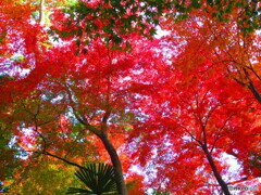 北野天満宮 もみじ園ー１