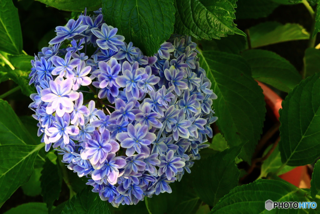 八重咲紫陽花のハート