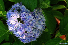 八重咲紫陽花のハート