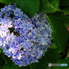 八重咲紫陽花のハート