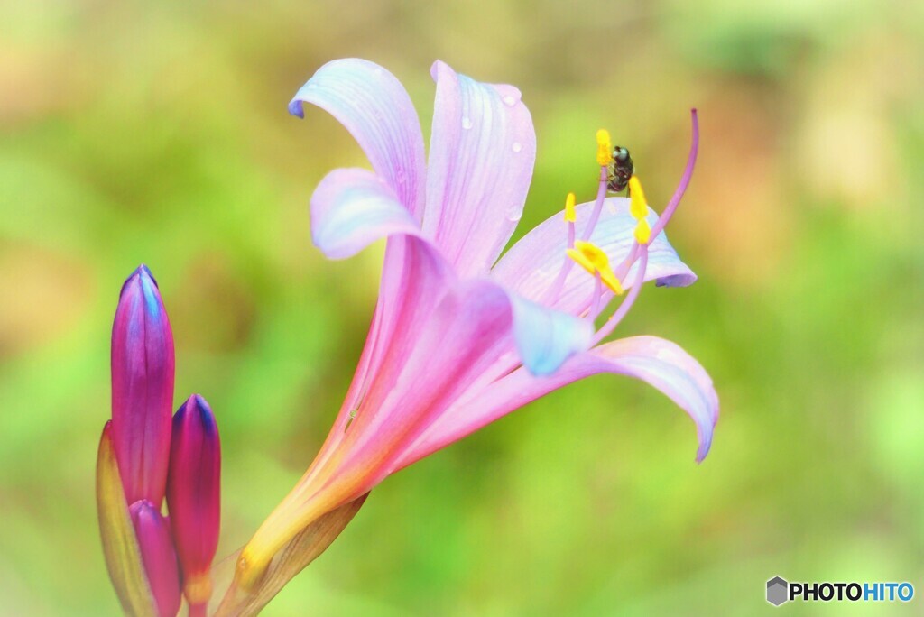 夏水仙