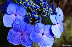 雨上がりの紫陽花