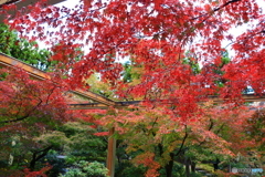 紅葉谷散策　１