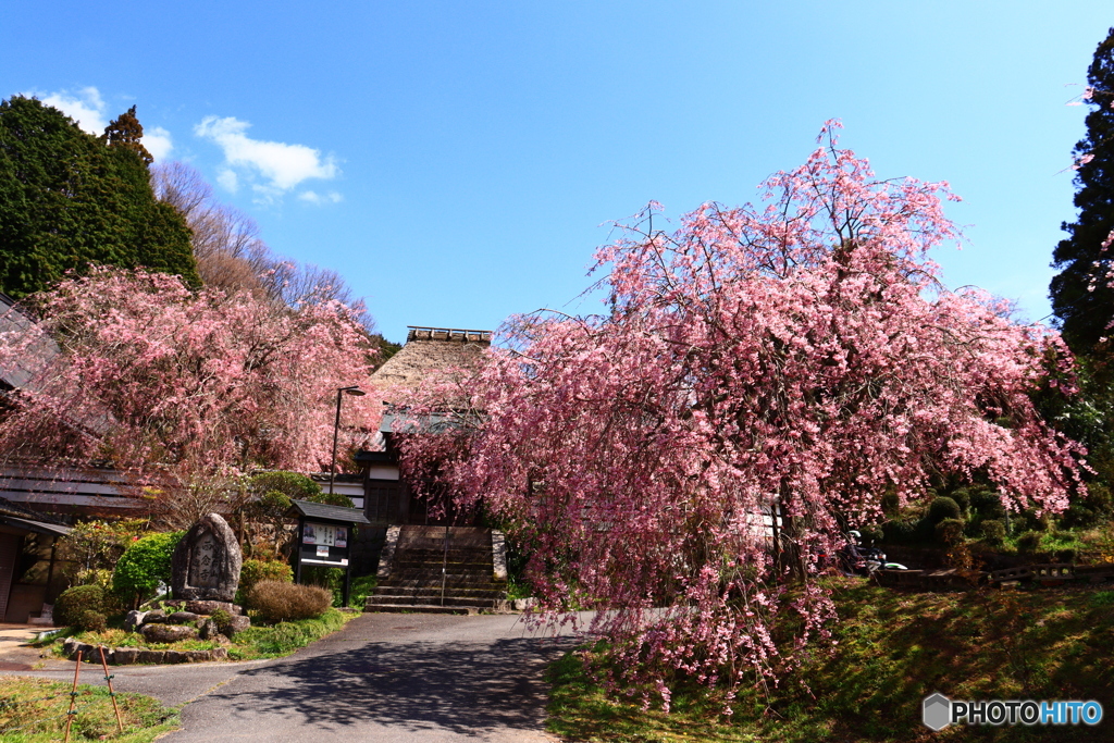 西念寺の枝垂れ桜  7