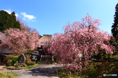 西念寺の枝垂れ桜  7