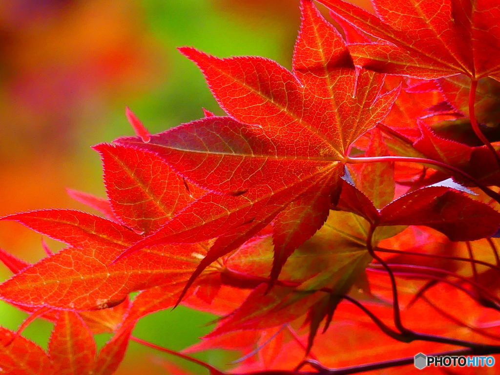 ５月の紅葉（こうよう）