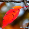 桜紅葉彩ー３