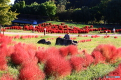 コキアの丘を散歩