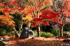 石上神宮外苑公園の紅葉　２