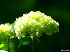 白い紫陽花？
