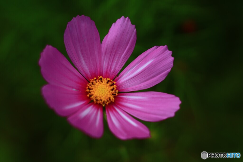 夏秋桜ー２