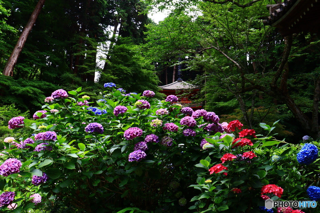 岩船寺の紫陽花ー２