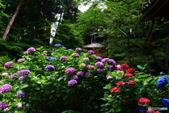 岩船寺の紫陽花ー２