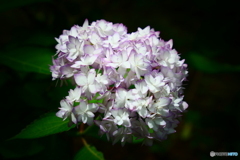シャープな紫陽花