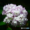 シャープな紫陽花