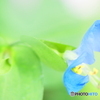 夏色