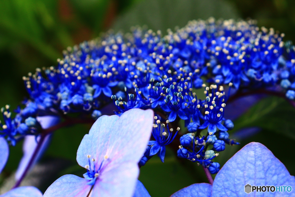 紫陽花の花