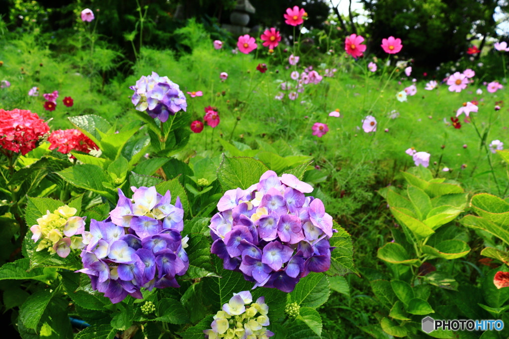 般若寺の紫陽花と秋桜　２