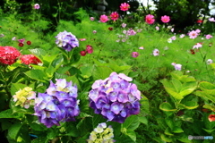般若寺の紫陽花と秋桜　２