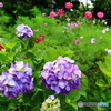 般若寺の紫陽花と秋桜　２