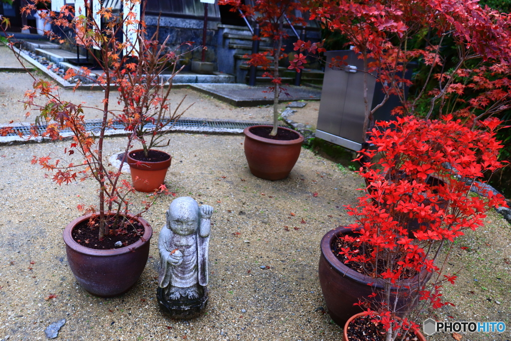 岡寺の紅葉ー２
