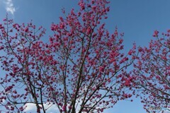 寒緋桜（カンヒザクラ）ー２