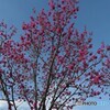 寒緋桜（カンヒザクラ）ー２