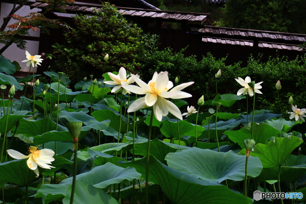 唐招提寺の蓮   5