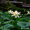 唐招提寺の蓮   5