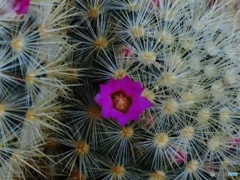 サボテンの花ー３