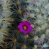 サボテンの花ー３