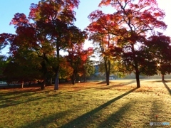 朝の公園ー2