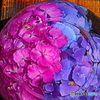 鉢紫陽花
