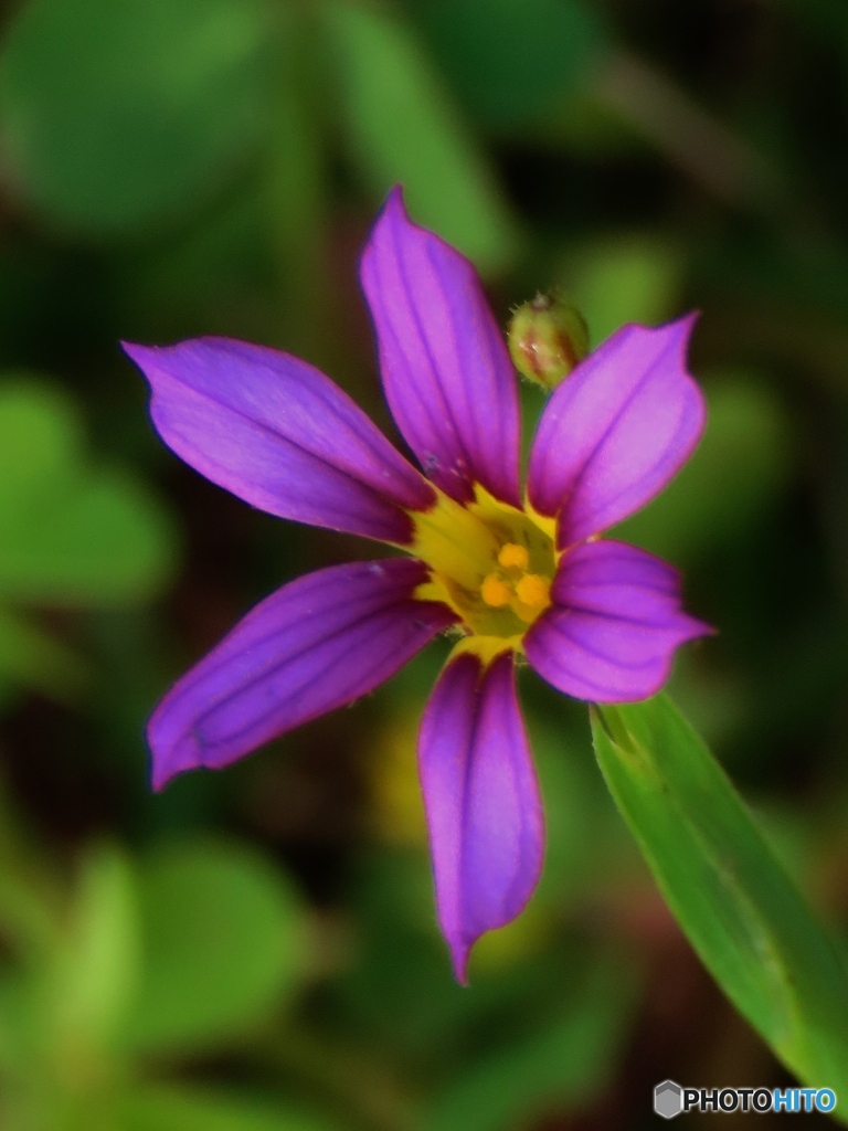瑠璃庭石菖（ルリニワゼキショウ）