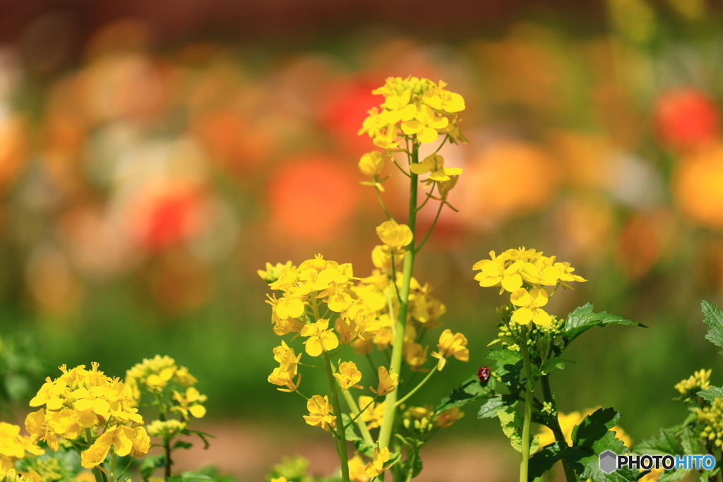 菜の花とポピー