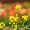 菜の花とポピー