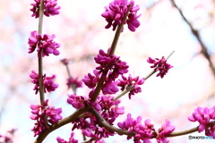 大野寺の花蘇芳（ハナズオウ）