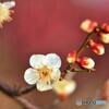 梅便りー１９