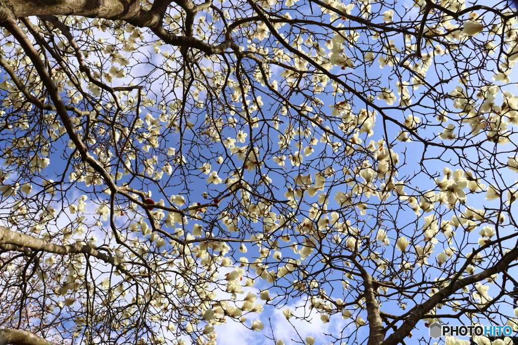 木蓮の空