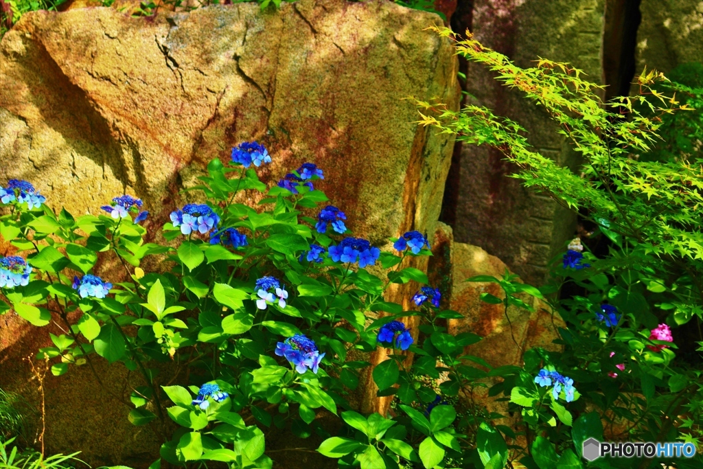岩場の紫陽花