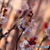 菅原天満宮盆梅展ー３
